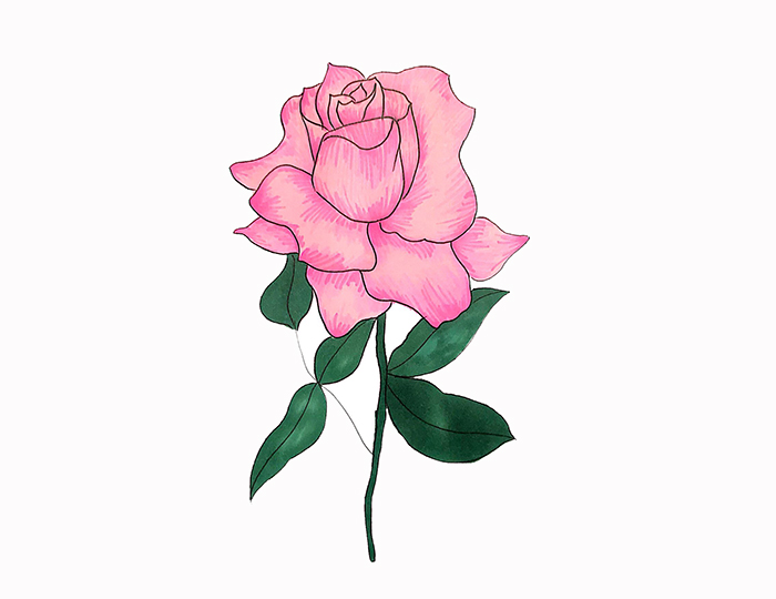 玫瑰花教程一步一步图解画画