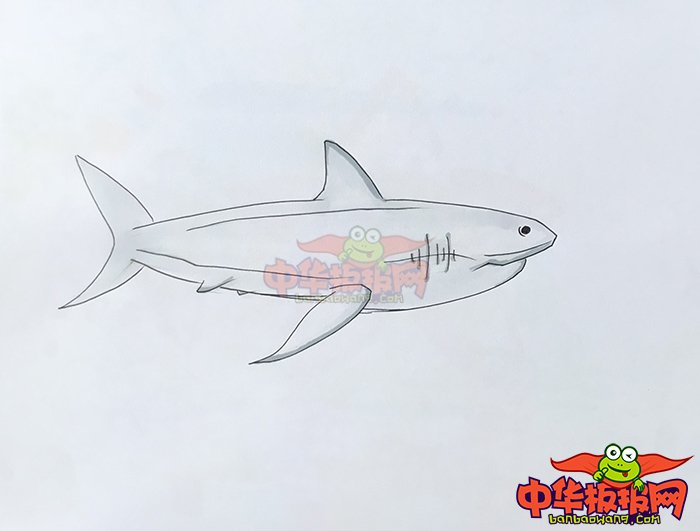 大鲨鱼最简单画法图解