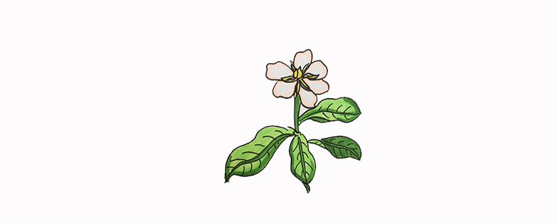 简单又好看的栀子花怎么画