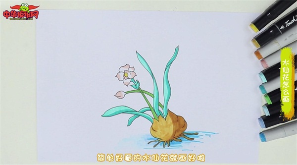 水仙花简笔画带颜色步骤图解