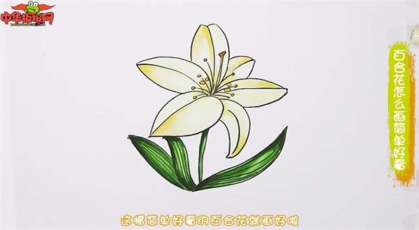 百合花的简单画法步骤图解