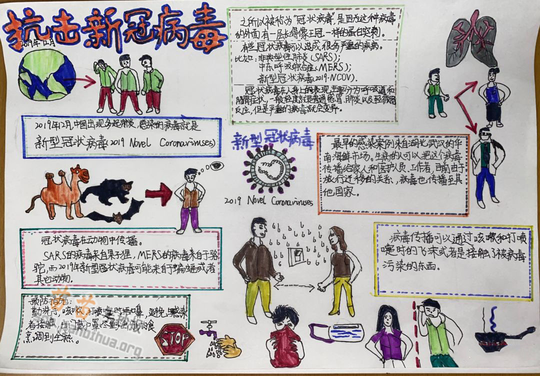 蝙蝠是新型冠状病毒手抄报