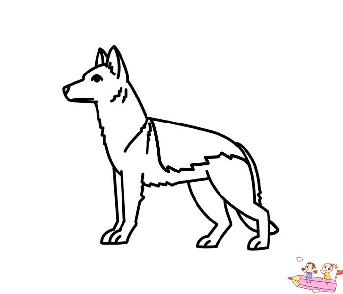 简单的牧羊犬怎么画侧面