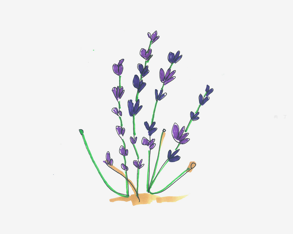 薰衣草画法简笔画