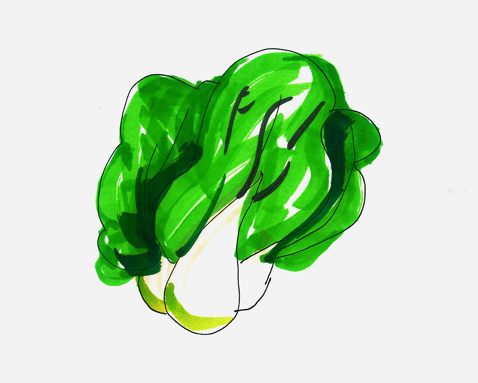 怎么画白菜简单画法