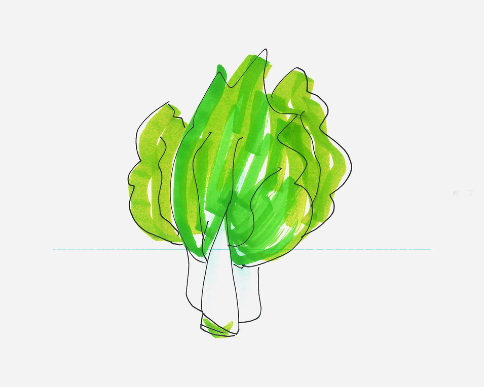 画一个简单的白菜