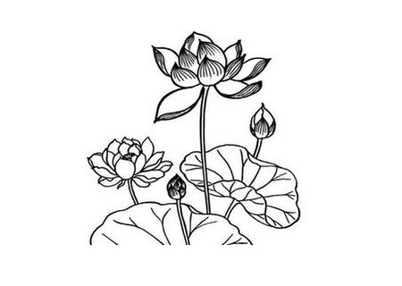 荷叶怎么画简笔画 一步一步