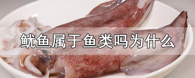 鱿鱼是真正的鱼类吗