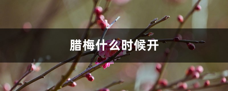 腊梅花什么时候开花哪个季节 为什么腊梅在冬天开花
