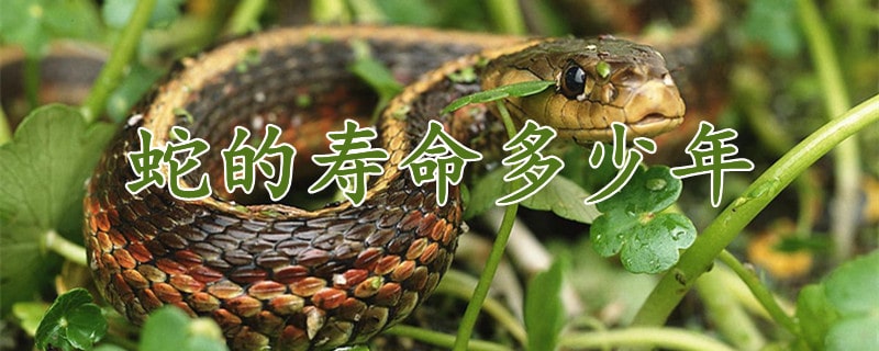 蛇的寿命一般多少年到多少年