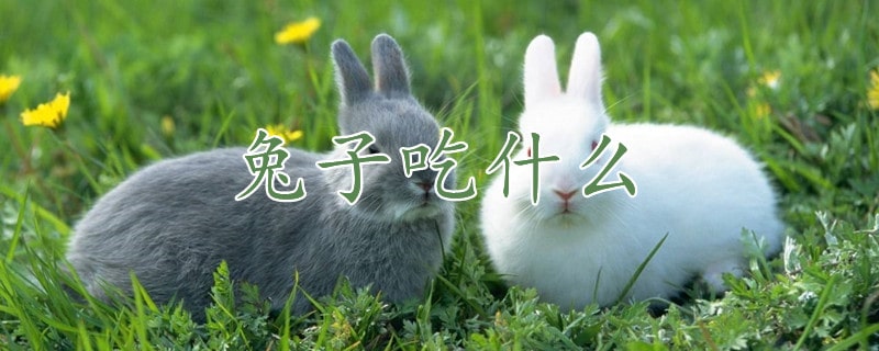 兔子的食物是什么