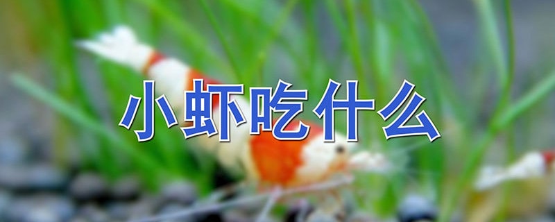 小虾吃的是什么食物