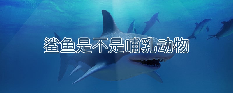 鲨鱼是哺乳动物吗?为什么?