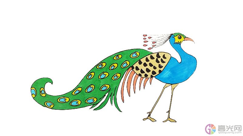 美丽孔雀简笔画彩色