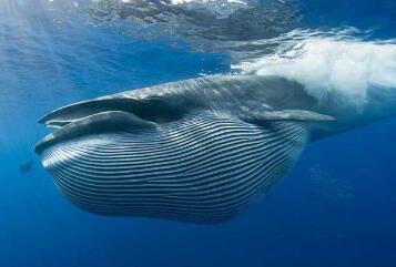 鲸鱼是不是哺乳类动物呢
