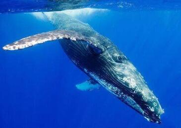 世界上最大的鲸鱼长多少米重多少吨