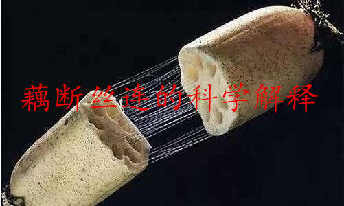什么叫做藕断丝连