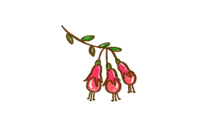 灯笼花的画法简单又可爱