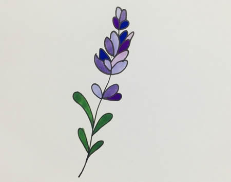 紫色薰衣草怎么画简单好看