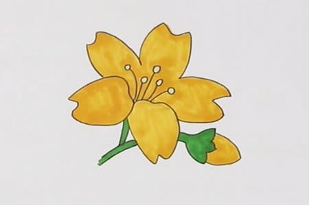 彩笔怎样画漂亮的迎春花
