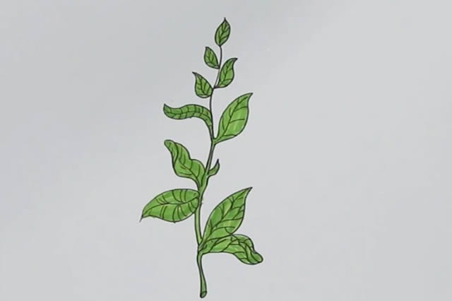 茶树怎么画简单又漂亮