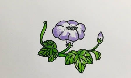 牵牛花的简笔画怎么画才好看