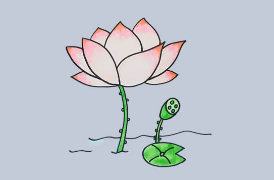 如何画荷花画步骤图解
