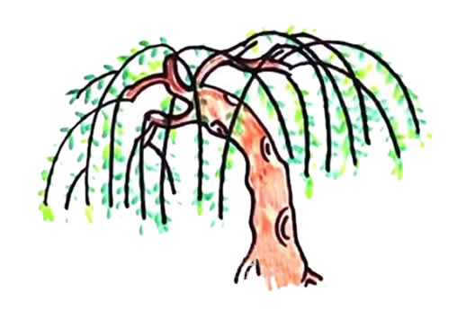 柳树怎么画漂亮又简单三年级